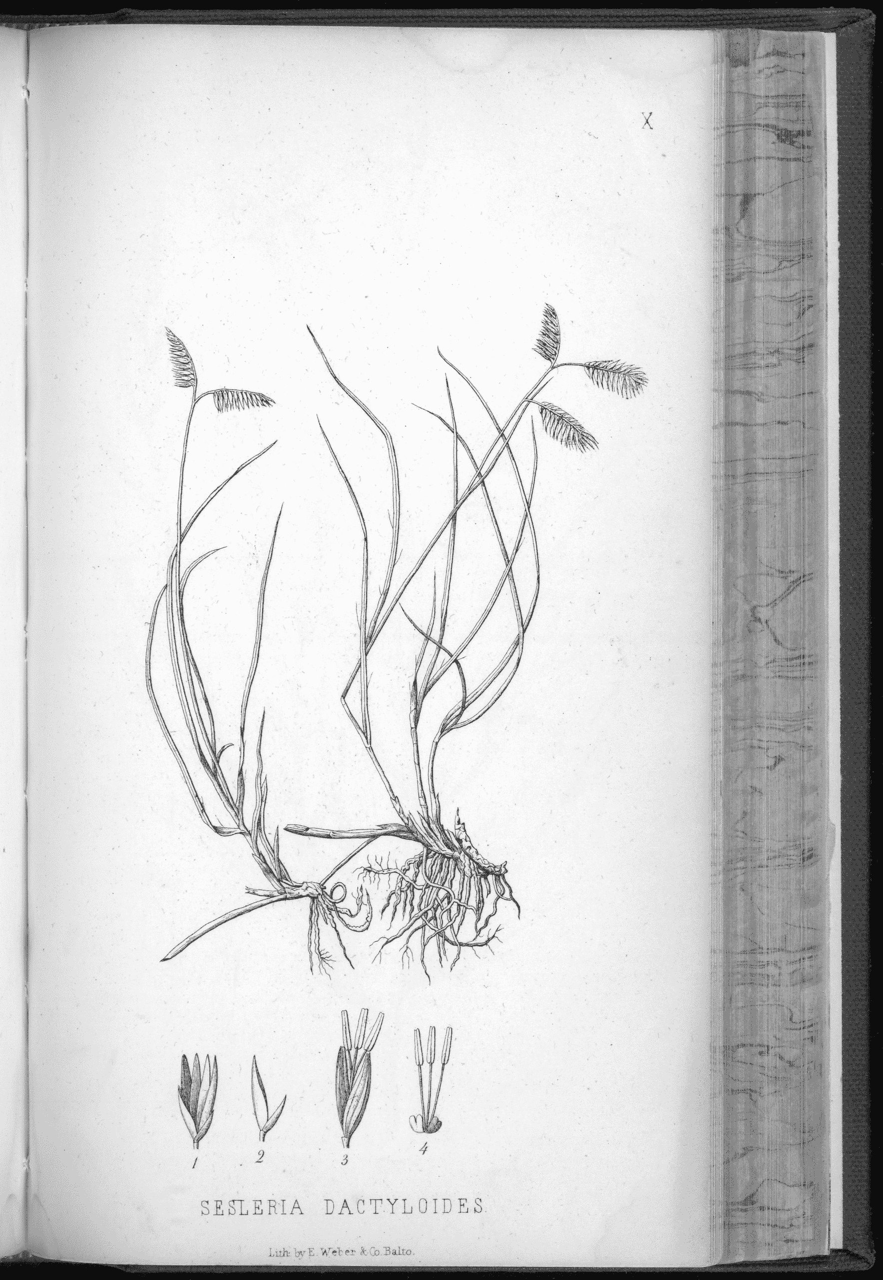 Emory Flora Sketch